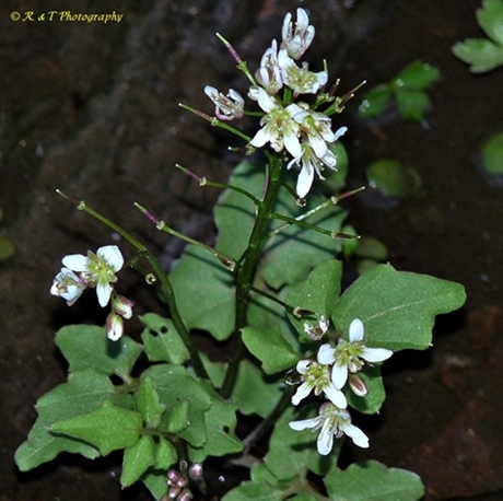 {Cardamine flagellifera}